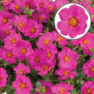 Bild von Portulaca P12 Purple